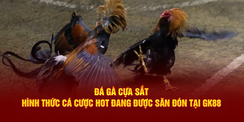 Đá gà cựa sắt