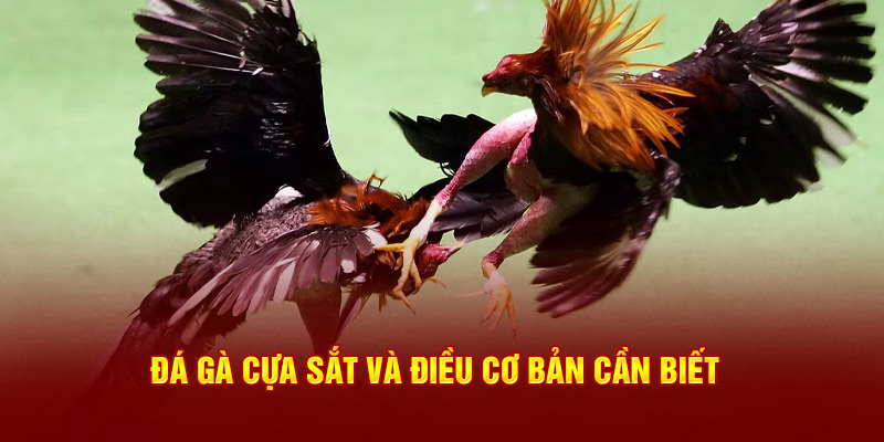 Đá gà cựa sắt và điều cơ bản cần biết