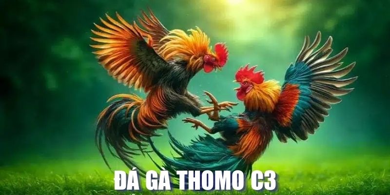 đá gà Thomo C3