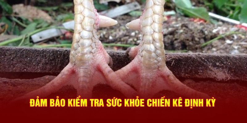 Đảm bảo kiểm tra sức khỏe chiến kê định kỳ